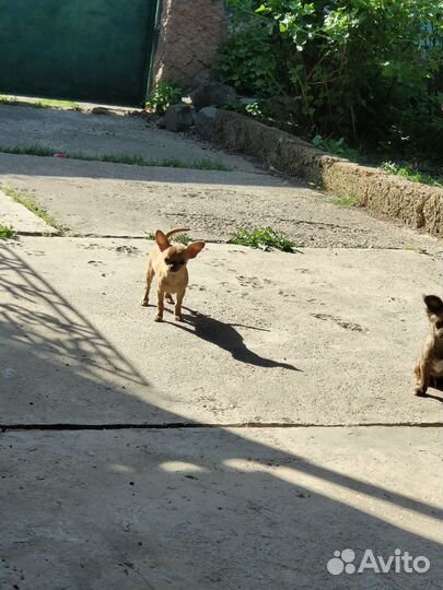 Щенки чихуахуа