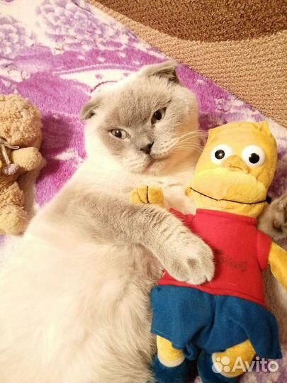 Шотландский котик на вязку