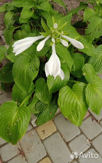 Хоста растение