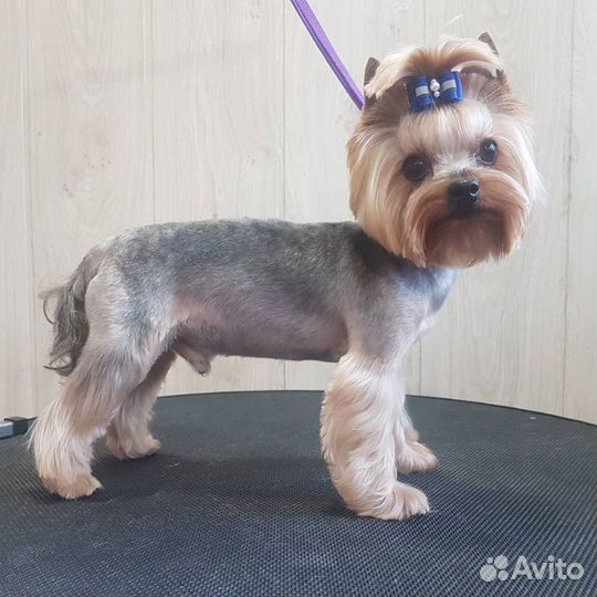 Профессиональная стрижка животных. Выезд