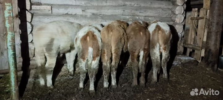 Бычки и быки