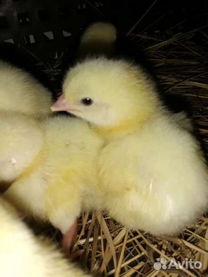Цыплята