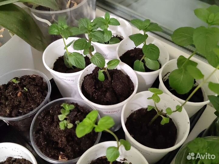 Мята шоколадная