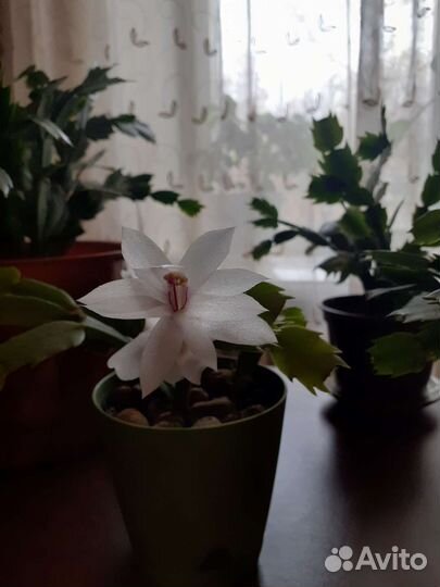 Декабрист шлюмбергера
