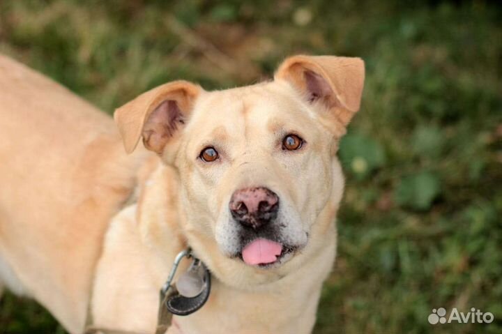 Марс в добрые руки, собачка в дар