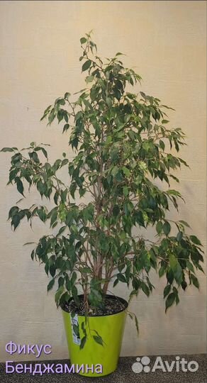 Фикусы