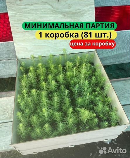 Саженцы сосны обыкновенной зкс