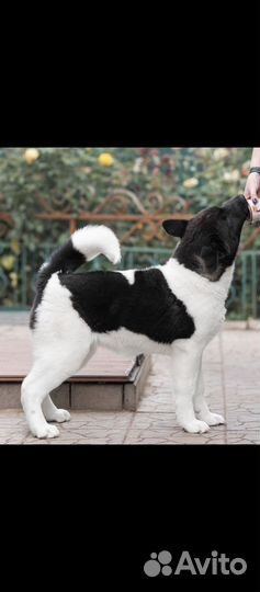 Американская акита щенки