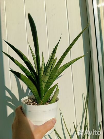 Сансевиерия Габриэла