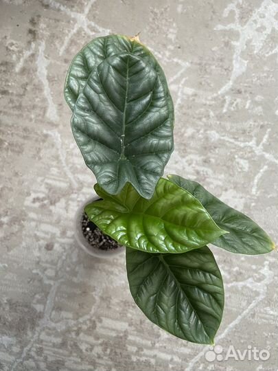 Алоказия синуата, шкура дракона