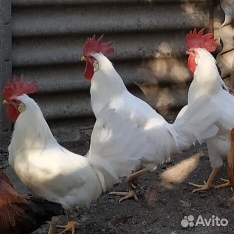 Петухи Леггорн