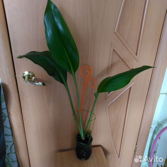 Эухарис. амазонская лилия