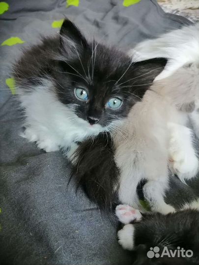 Сибирская кошка