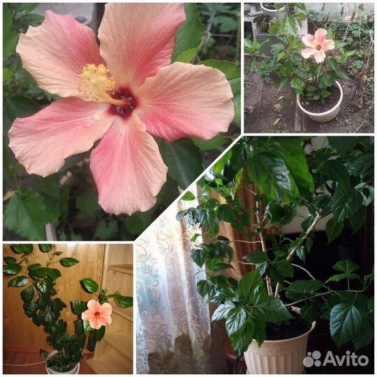 Гибискус китайская роза