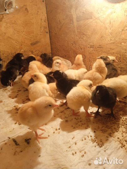 Цыплята бройлеры суточные, 7,10,14 дней