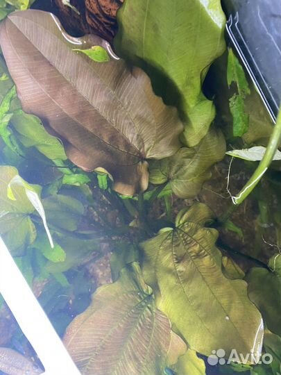 Эхинодорус цветущий