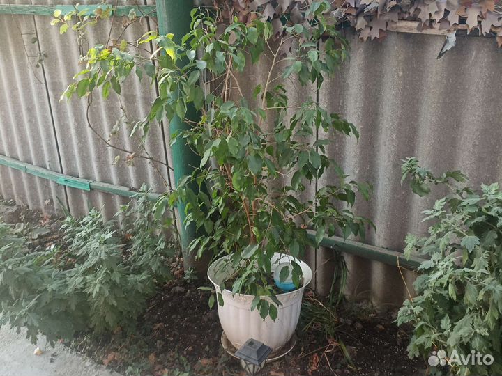 Бенджамина