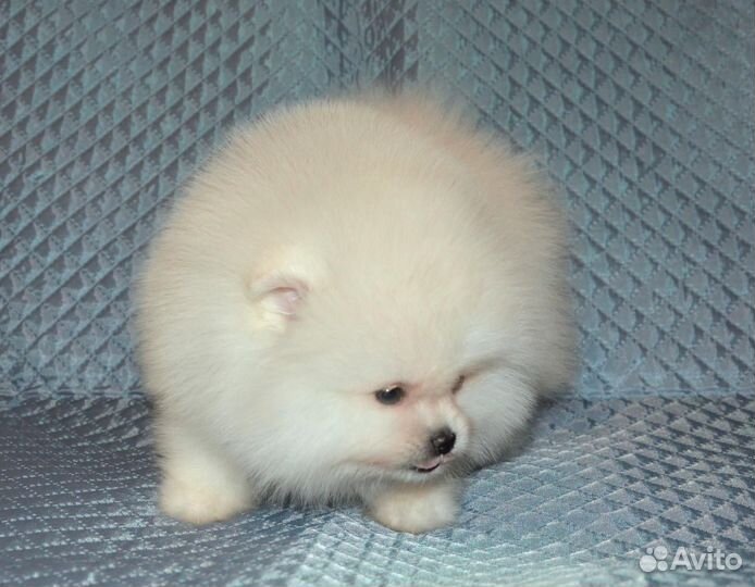 Шикарные девчульки-лапотульки