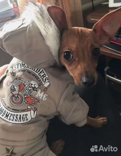 Ботиночки для собаки