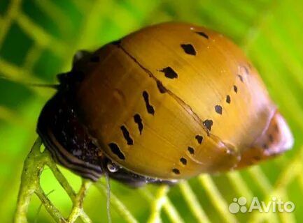 Улитка Тигровая Неретина (Tiger Nerite Snail)
