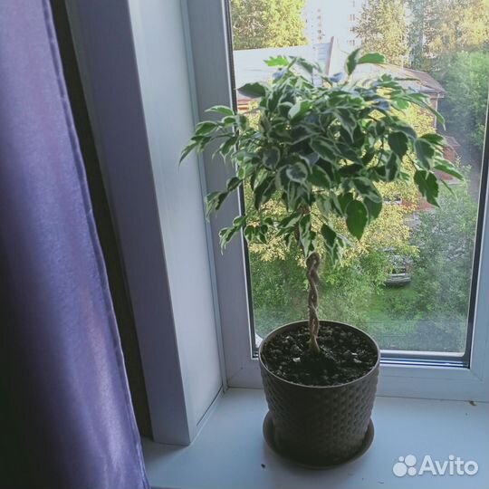 Фикус бенджамина пестролистный