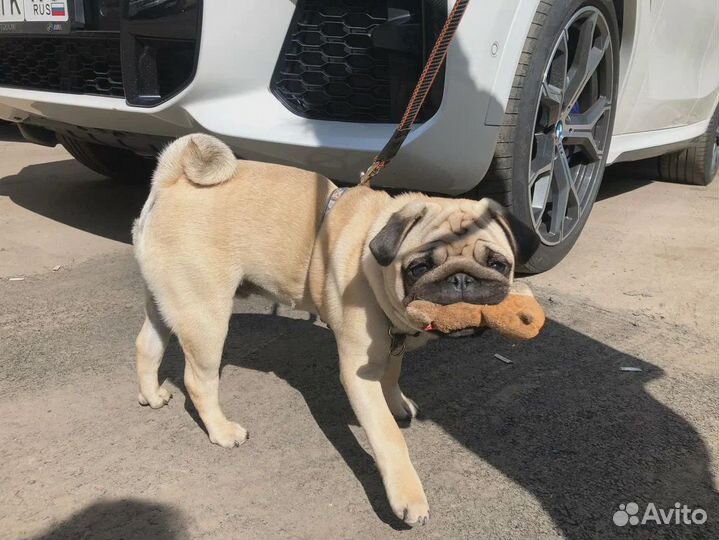 Дрессировка собак в Санкт-Петербурге и ло