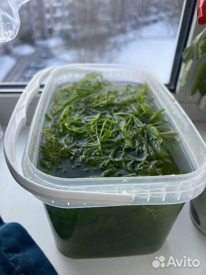 Роголистник