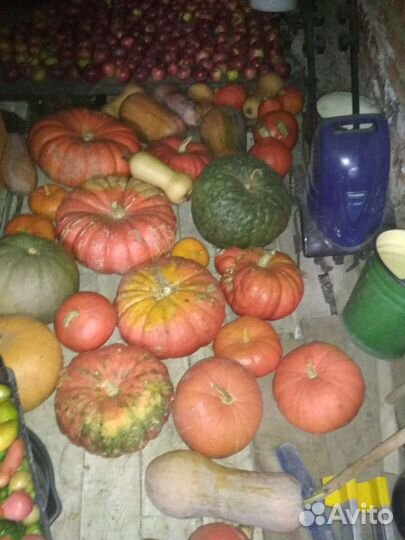 Семена тыквы