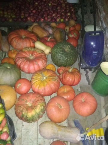 Семена тыквы