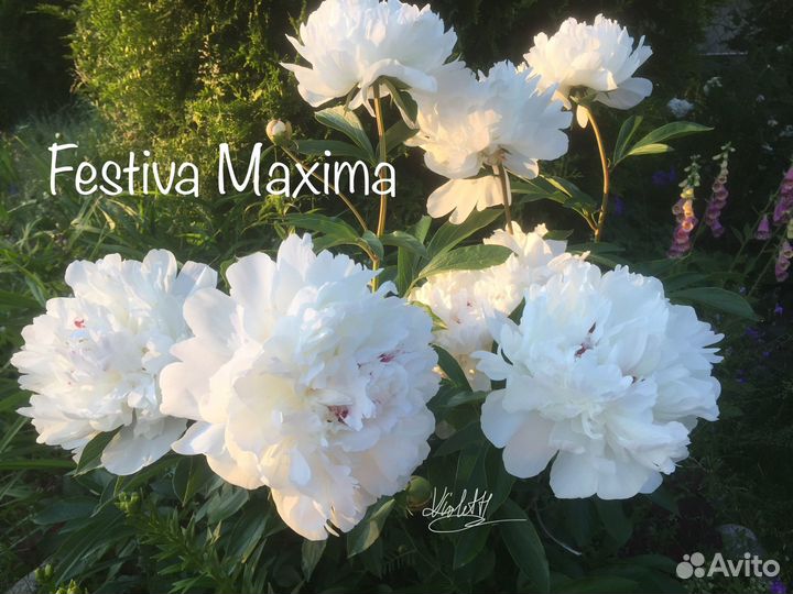 Пионы Sunny Girl, Lemon Dream и др