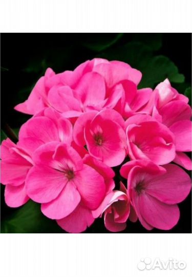 Парфюмерная вода мужская Yodeyma root 50 ml