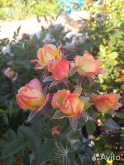 Кустовые розы