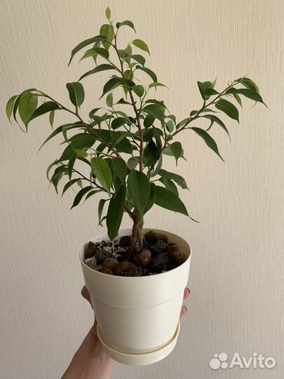 Фикус Бенджамина плетеный