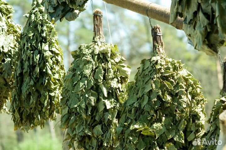 Продам березовые веники