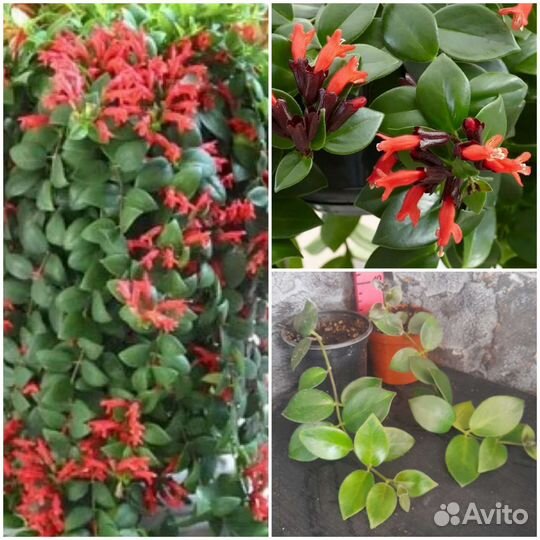 Ампельные вьющиеся лианы