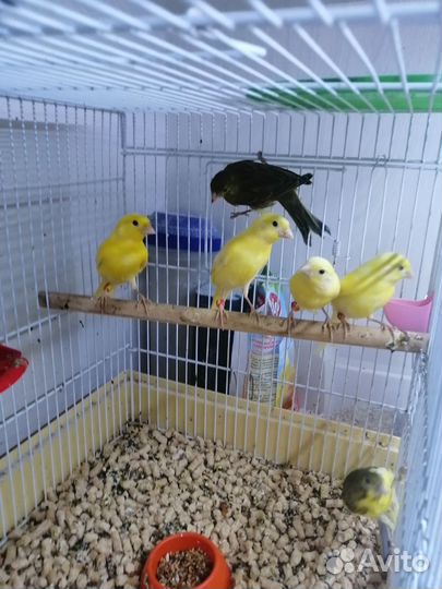 Кенара и канарейки