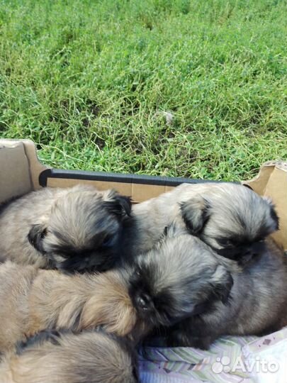 Щенки пекинеса