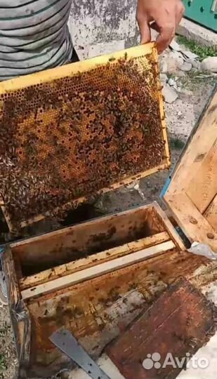 Пчелопакеты карника