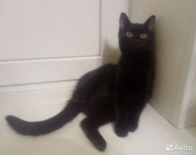 Молоденький котик Фауст