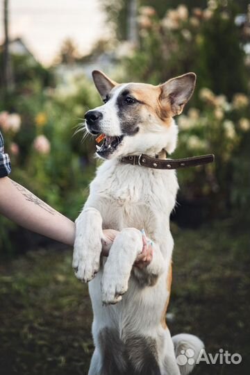 Щенок-подросток в добрые руки