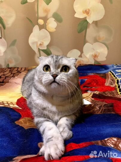 Шотландская кошка