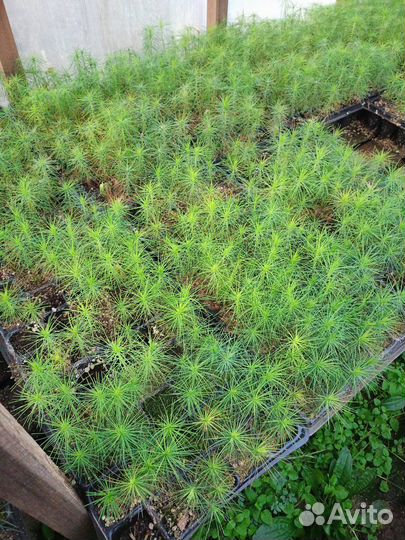 Сеянцы сосны