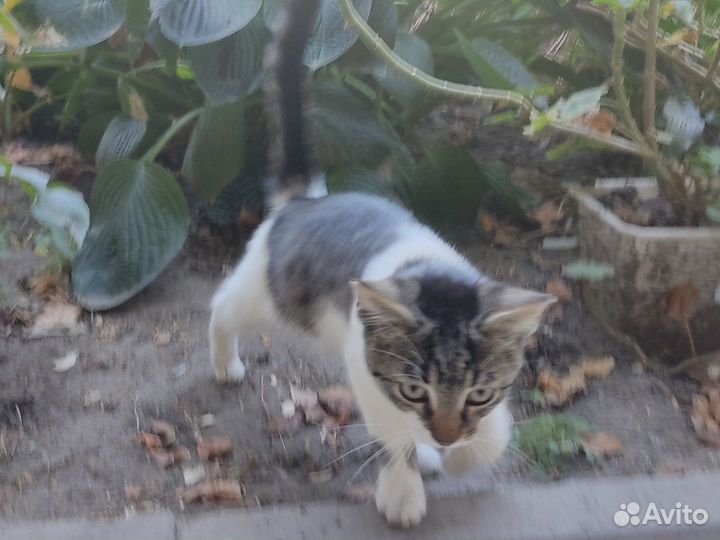 Котенок в добрые руки