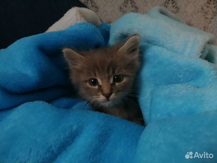 Отдам в добрые руки котенка девочку