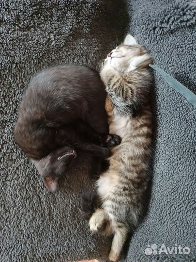 Отдам в добрые руки