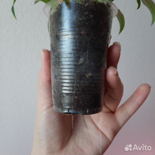 Хлорофитум Грин Оранж