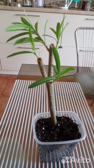 Олеандр в отростках