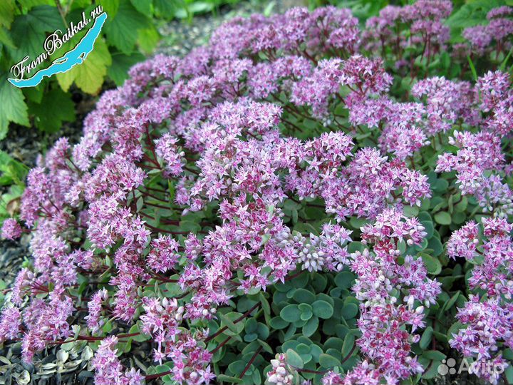 Очиток Эверса почвопокровник