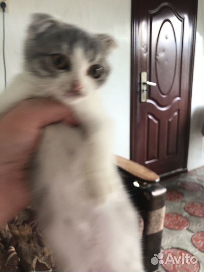 Котенок девочка вислоухий