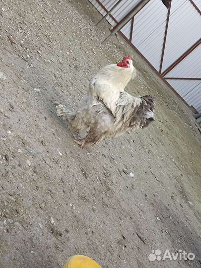 Инкубационное яйцо брама